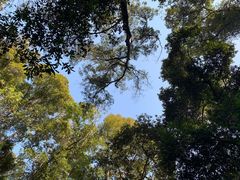 -广州市流溪河国家森林公园