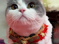 -lincat·猫舍(广州店)