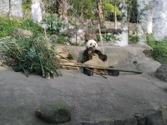 -都江堰中华大熊猫苑
