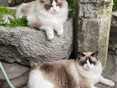 -喵屿·大理花园猫咖