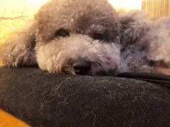 -more than meow吴止猫主题餐厅(承德 中船汇店)