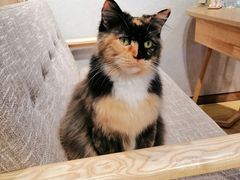 -藏猫猫咖啡主题馆(中央大道店)