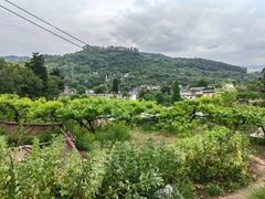 -桃源山庄·水蜜桃采摘·柴火鸡·烧烤团建(龙泉山店)
