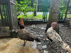 -中国科学院西双版纳热带植物园