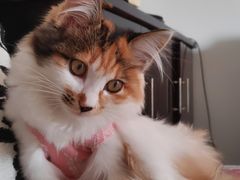 -宠物星动物医院·眼科·异宠·猫科(江南大道总院)