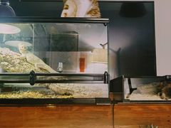 -酷以爬仙阁实体爬宠店·守宫·蜥蜴·专业繁育