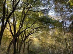 -杭州半山国家森林公园