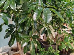 -大树餐厅(红旗街万达店)