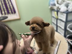 -鑫艺宠物美容培训学校