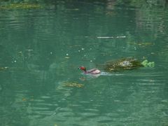 -贵阳市花溪国家城市湿地公园