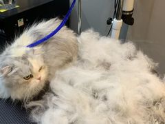 -八公叔叔宠物美容连锁(春申店)