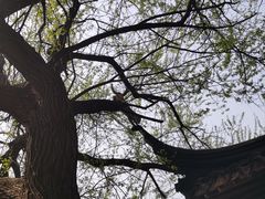 -西园戒幢律寺