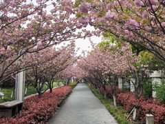 -高东镇樱花园