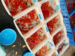 -清平路水族市场