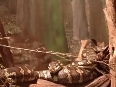 -可伦宾野生动物保护区