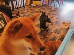 -柴源莊·柴小宠柴犬咖啡
