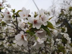 -嘉定紫藤园