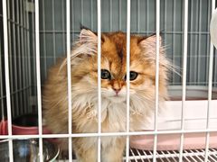 -翊宠yipet猫狗购宠庄园犬舍•猫舍