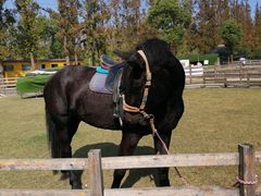 -前小桔亲子创意农场·草莓采摘·露营烧烤