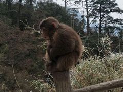 -峨眉山风景名胜区