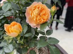 -人民公园(罗湖区)