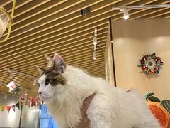 -momokira米努特·德文卷毛猫·棉花面纱犬