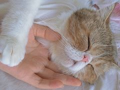 -关爱宠物医院·猫科中心·消化科(滨湖万达分院)