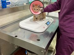 -暖阳宠物医院·犬猫康复中心·骨科