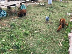 -灵玲国际马戏城