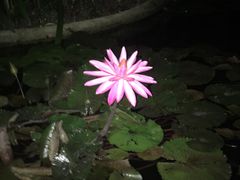 -半山半岛洲际度假酒店·观海廊