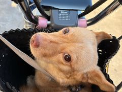 -瑞派康怡24h宠物医院·犬猫医疗中心·微创绝育(瑞景分院)