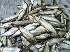 -金台阶鱼馆(于桥水库店)