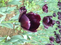 洛阳郁金香牡丹园-洛阳郁金香牡丹园