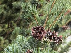 -重元寺香积厨素斋馆