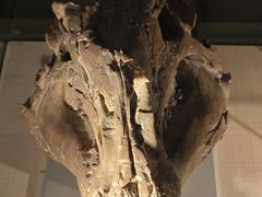 -甘肃地质博物馆