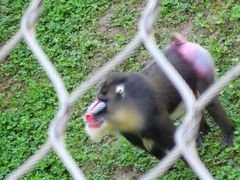 -西安秦岭野生动物园