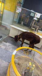 -神奇动物撸宠馆·羊驼·小浣熊·异宠(豫园店)