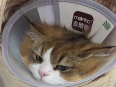 -四月宠物医院·猫专科·心脏专科·内科(转塘店)