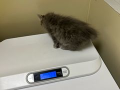 -凯特喵百思猫专科医院
