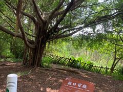 -华侨城湿地公园