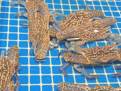 -三亚火车头万人海鲜广场