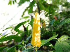 -优游吧斯邹族文化部落