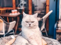 -喵屿·大理花园猫咖