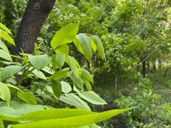 -长春市南湖公园