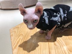 -藏猫猫咖啡主题馆(中央大道店)