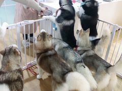 -Husky Go! 哈士奇体验馆·宠物咖啡厅狗咖