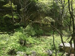 -王顺山国家森林公园