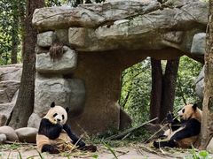 -中国大熊猫保护研究中心雅安碧峰峡基地