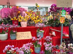 -越秀西湖花市(广州城市广场花卉店)