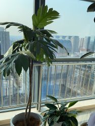 -HEYAN荷妍专业脱毛连锁机构